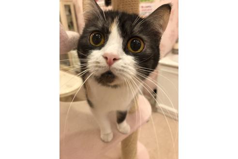 販売中のブリティッシュショートヘアの親猫