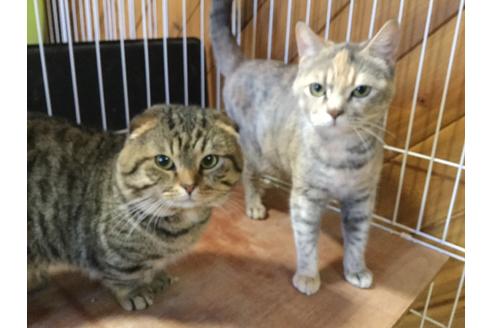 販売中のマンチカンの親猫