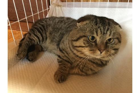 販売中のマンチカンの親猫
