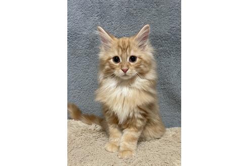 メインクーンの子猫を探す 子猫ブリーダーナビ メインクーンの子猫を探す 子猫ブリーダーナビ