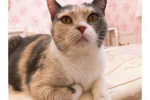 販売中のブリティッシュショートヘアの親猫