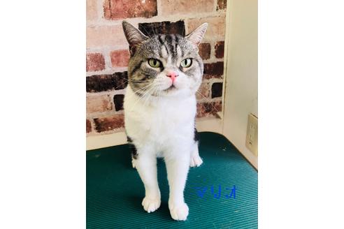 販売中のスコティッシュフォールドの親猫