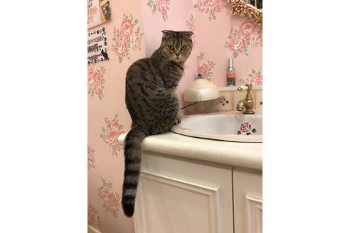 販売中のスコティッシュフォールドの親猫