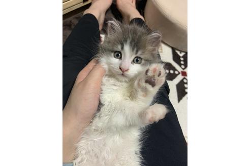 京都府でメインクーンの子猫を探す 子猫ブリーダーナビ