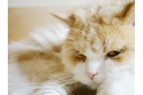販売中のスコティッシュフォールドの親猫