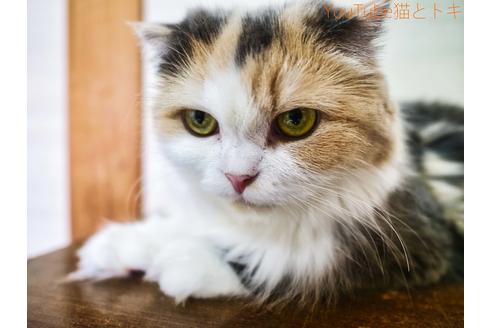 販売中のスコティッシュフォールドの親猫