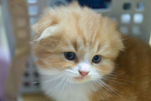 大阪府のスコティッシュフォールド 男の子 21 04 生まれ レッドタビー ホワイト 子猫id 子猫ブリーダーナビ