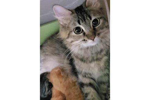 販売中のサイベリアンの親猫