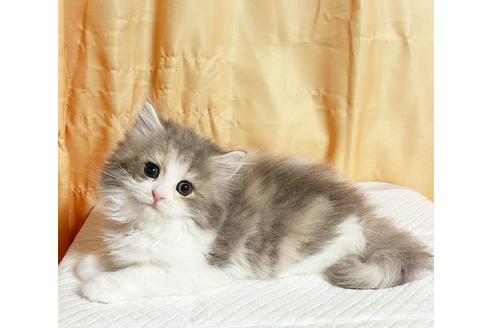 埼玉県のサイベリアン 女の子 21 04 03生まれ ダイリュートキャリコ 子猫id 子猫ブリーダーナビ 埼玉県のサイベリアン 女の子 21 04 03生まれ ダイリュートキャリコ 子猫id 子猫ブリーダーナビ