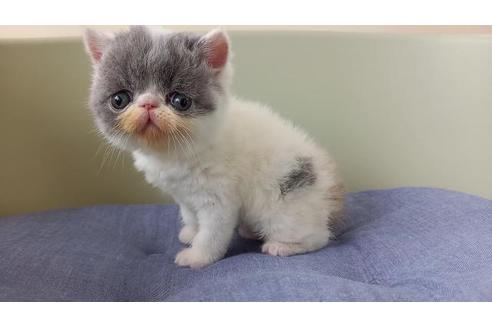 岐阜県のエキゾチックショートヘア 女の子 21 04 25生まれ ダイリュートキャリコ 子猫id 子猫ブリーダーナビ