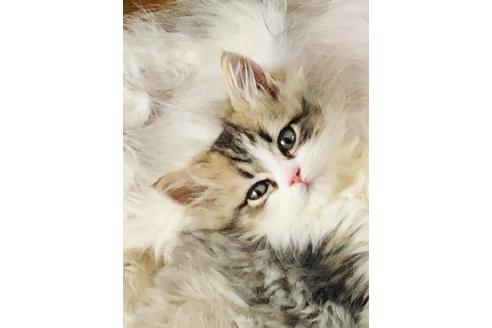 子猫ブリーダーナビ
