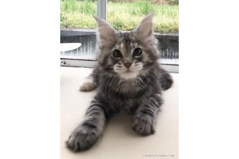鹿児島県でメインクーンの子猫を探す 子猫ブリーダーナビ
