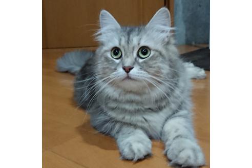 販売中のサイベリアンの親猫