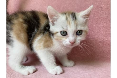 静岡県のスコティッシュフォールド 女の子 21 04 17生まれ きれいな三毛猫です 子猫id 子猫ブリーダーナビ 静岡県のスコティッシュフォールド 女の子 21 04 17生まれ きれいな三毛猫です 子猫id 子猫ブリーダーナビ
