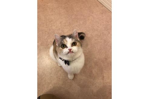 販売中のスコティッシュフォールドの親猫