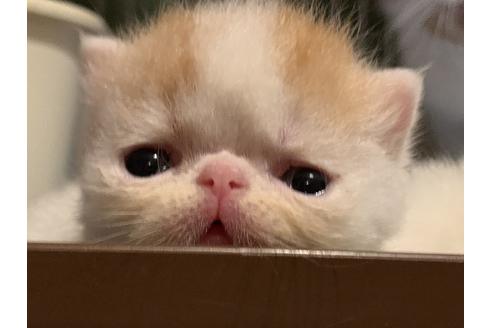 瀧本慶子ブリーダー 子猫ブリーダーナビ
