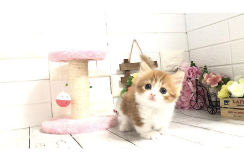 マンチカンの子猫を探す 子猫ブリーダーナビ マンチカンの子猫を探す 子猫ブリーダーナビ