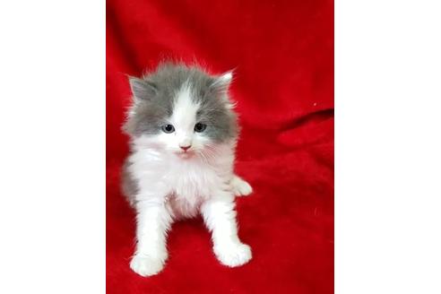 北海道のブリーダーを探す 子猫ブリーダーナビ