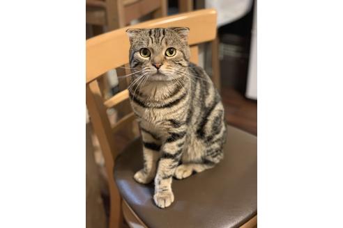 阿部悠太ブリーダー｜子猫ブリーダーナビ