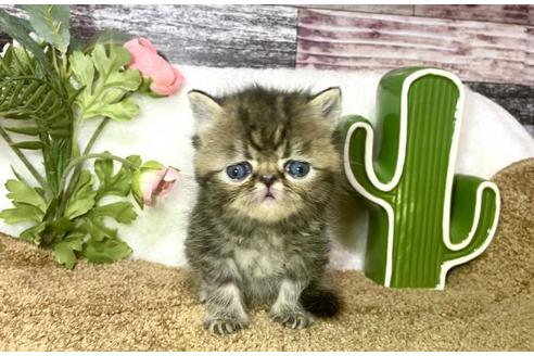 岐阜県でエキゾチックショートヘアの子猫を探す 子猫ブリーダーナビ