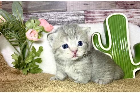 マンチカンでブルー系の子猫を探す 子猫ブリーダーナビ マンチカンでブルー系の子猫を探す 子猫ブリーダーナビ