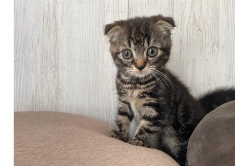 神奈川県のブリーダーを探す 子猫ブリーダーナビ 神奈川県のブリーダーを探す 子猫ブリーダーナビ