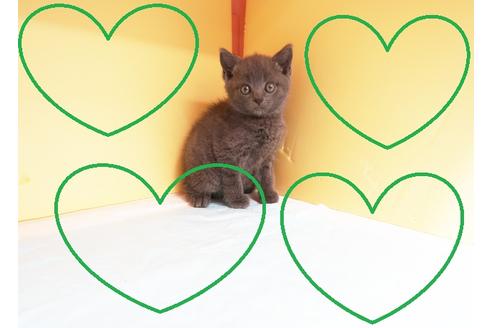ブリティッシュショートヘアの子猫を探す 子猫ブリーダーナビ