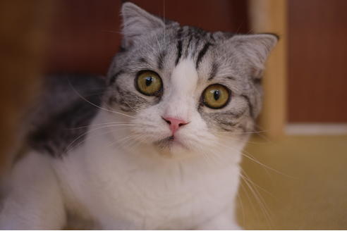 販売中のスコティッシュフォールドの親猫