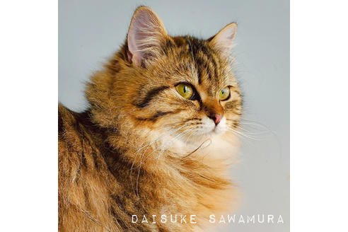 神奈川県のブリーダーを探す 子猫ブリーダーナビ 神奈川県のブリーダーを探す 子猫ブリーダーナビ