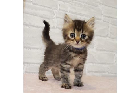 神奈川県のブリーダーを探す 子猫ブリーダーナビ 神奈川県のブリーダーを探す 子猫ブリーダーナビ