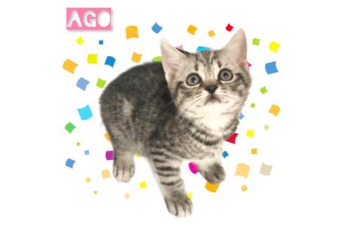 東京都のマンチカン 男の子 21 04 25生まれ シルバー 子猫id 子猫ブリーダーナビ 東京都のマンチカン 男の子 21 04 25生まれ シルバー 子猫id 子猫ブリーダーナビ
