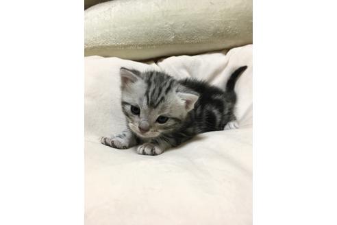 アメリカンショートヘアの子猫を探す 子猫ブリーダーナビ アメリカンショートヘアの子猫を探す 子猫ブリーダーナビ