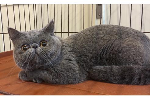 三重県のエキゾチックショートヘア 男の子 04 22生まれ ブルー 子猫id 子猫ブリーダーナビ 三重県のエキゾチックショートヘア 男の子 04 22生まれ ブルー 子猫id 子猫ブリーダーナビ