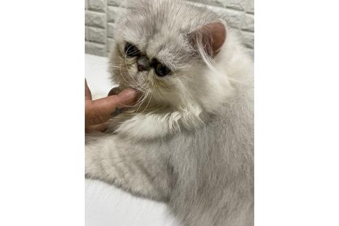販売中のアメリカンショートヘアの親猫