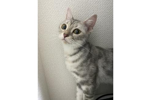 販売中のアメリカンショートヘアの親猫