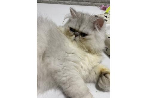 販売中のアメリカンショートヘアの親猫