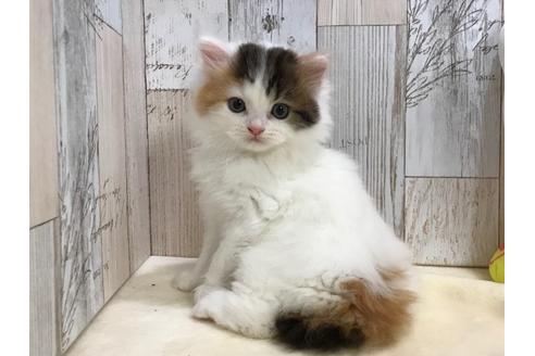山梨県のスコティッシュフォールド 女の子 21 05 09生まれ お目々クリクリの可愛い女の子 子猫id 子猫ブリーダーナビ 山梨県のスコティッシュフォールド 女の子 21 05 09生まれ お目々クリクリの可愛い女の子 子猫id 子猫ブリーダーナビ