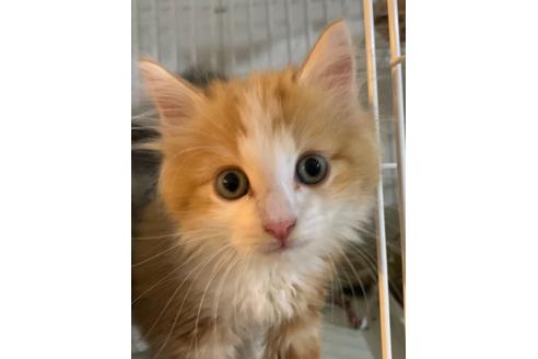静岡県のスコティッシュフォールド 男の子 21 05 07生まれ 可愛い色のスコです 子猫id 子猫ブリーダーナビ