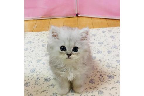 福岡県のペルシャ 女の子 21 05 07生まれ チンチラシルバー 子猫id 子猫ブリーダーナビ