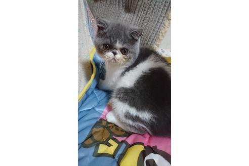 神奈川県のブリーダーを探す 子猫ブリーダーナビ