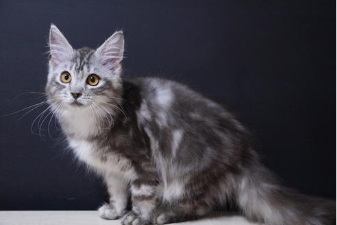 東京都のメインクーン 女の子 21 03 03生まれ クラシック模様が綺麗 ノリの良い子 子猫id 子猫ブリーダーナビ