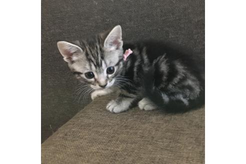 アメリカンショートヘアの子猫を探す 子猫ブリーダーナビ