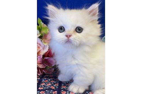 東京都のマンチカン 男の子 21 05 09生まれ ホワイト セミロング 子猫id 子猫ブリーダーナビ