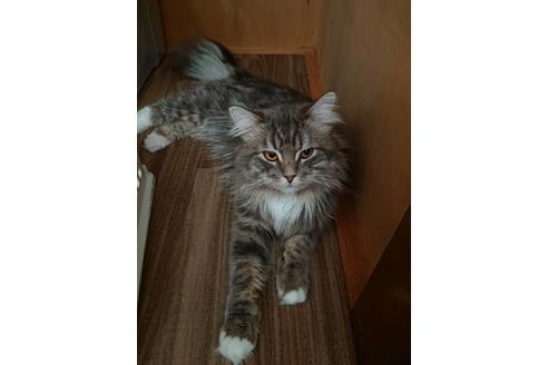 販売中のサイベリアンの親猫