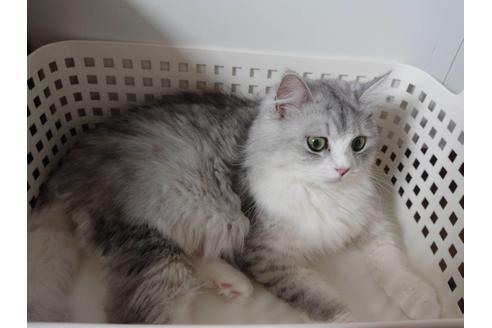 販売中のサイベリアンの親猫