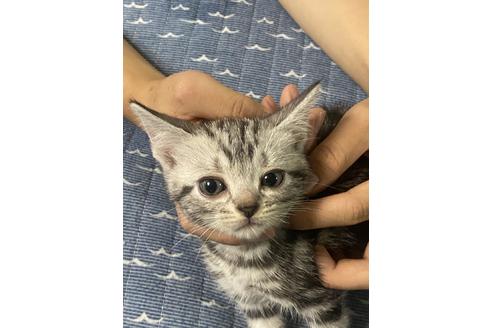 岐阜県のアメリカンショートヘア 女の子 05 15生まれ シルバータビー 子猫id 子猫ブリーダーナビ