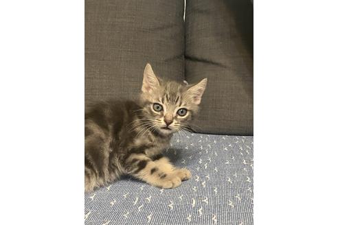 岐阜県でアメリカンショートヘアの子猫を探す 子猫ブリーダーナビ