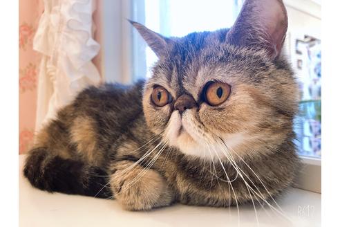 広島県のエキゾチックショートヘア 女の子 21 06 09生まれ エキゾチックの子猫が生まれました 子猫id 子猫ブリーダーナビ