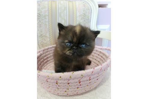 広島県のエキゾチックショートヘア 女の子 21 06 09生まれ エキゾチックの子猫が生まれました 子猫id 子猫ブリーダーナビ