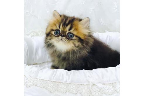 ペルシャ チンチラ の子猫を探す 子猫ブリーダーナビ ペルシャ チンチラ の子猫を探す 子猫ブリーダーナビ